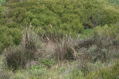 Capeochloa cincta