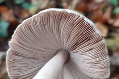 Volvopluteus gloiocephalus