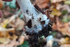 Volvopluteus gloiocephalus