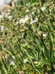 Spergularia media