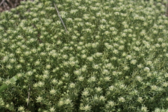 Helichrysum asperum