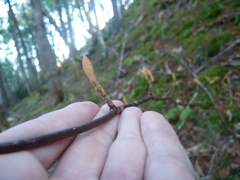 Viburnum lantanoides