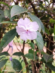 Brunfelsia