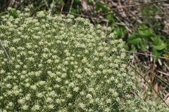 Helichrysum asperum