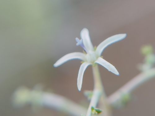 Pale Capebell (Wahlenbergia albens)