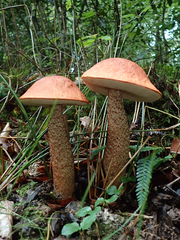 Leccinum aurantiacum