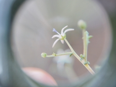 Wahlenbergia albens