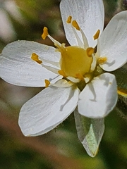 Spergularia media