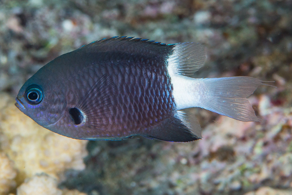 Bicolor Chromis
