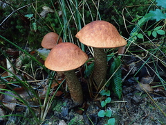 Leccinum aurantiacum