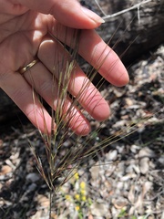 Austrostipa mollis