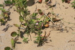 Zaluzianskya maritima