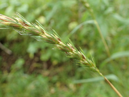 Image of Elymus curvatus by no rights reserved