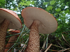 Leccinum aurantiacum