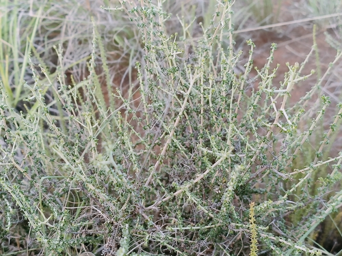 Image of Wahlenbergia albens by (c) Ricus Nel, some rights reserved (CC BY)
