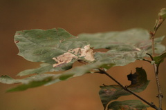 Stigmella quercipulchella