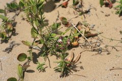 Zaluzianskya maritima