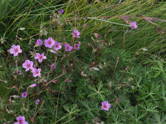 Geranium robustum