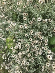 Syncarpha argyropsis