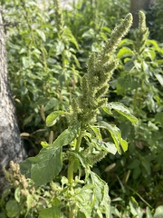 Amaranthus retroflexus