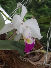 Cattleya trianae
