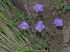 Geranium robustum