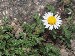 Afroaster erucifolius