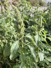 Amaranthus retroflexus