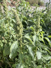 Amaranthus retroflexus