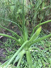 Aloe kniphofioides