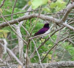 Cinnyricinclus leucogaster