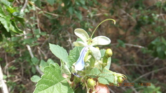 Rotheca myricoides