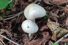 Volvopluteus gloiocephalus