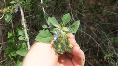 Rotheca myricoides