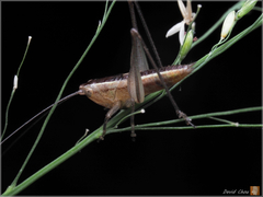 Conocephalus maculatus