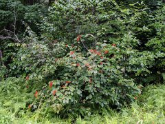 Viburnum lantanoides