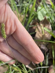 Setaria viridis