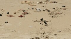 Motacilla capensis capensis