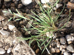 Poa annua