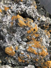 Teloschistaceae