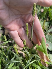 Setaria viridis