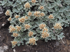 Helichrysum sutherlandii