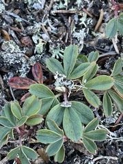 Sibbaldiopsis tridentata