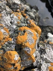Teloschistaceae