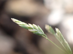 Poa annua