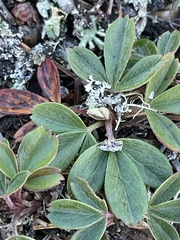 Sibbaldiopsis tridentata