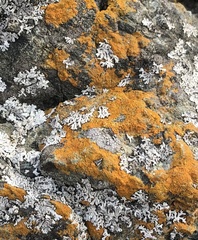 Teloschistaceae