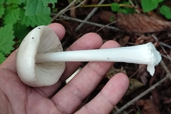 Volvopluteus gloiocephalus