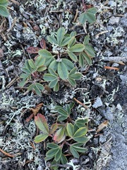 Sibbaldiopsis tridentata