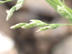 Poa annua